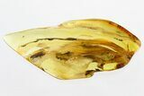 Detailed Fossil Caddisfly (Trichoptera) In Baltic Amber #315388-1